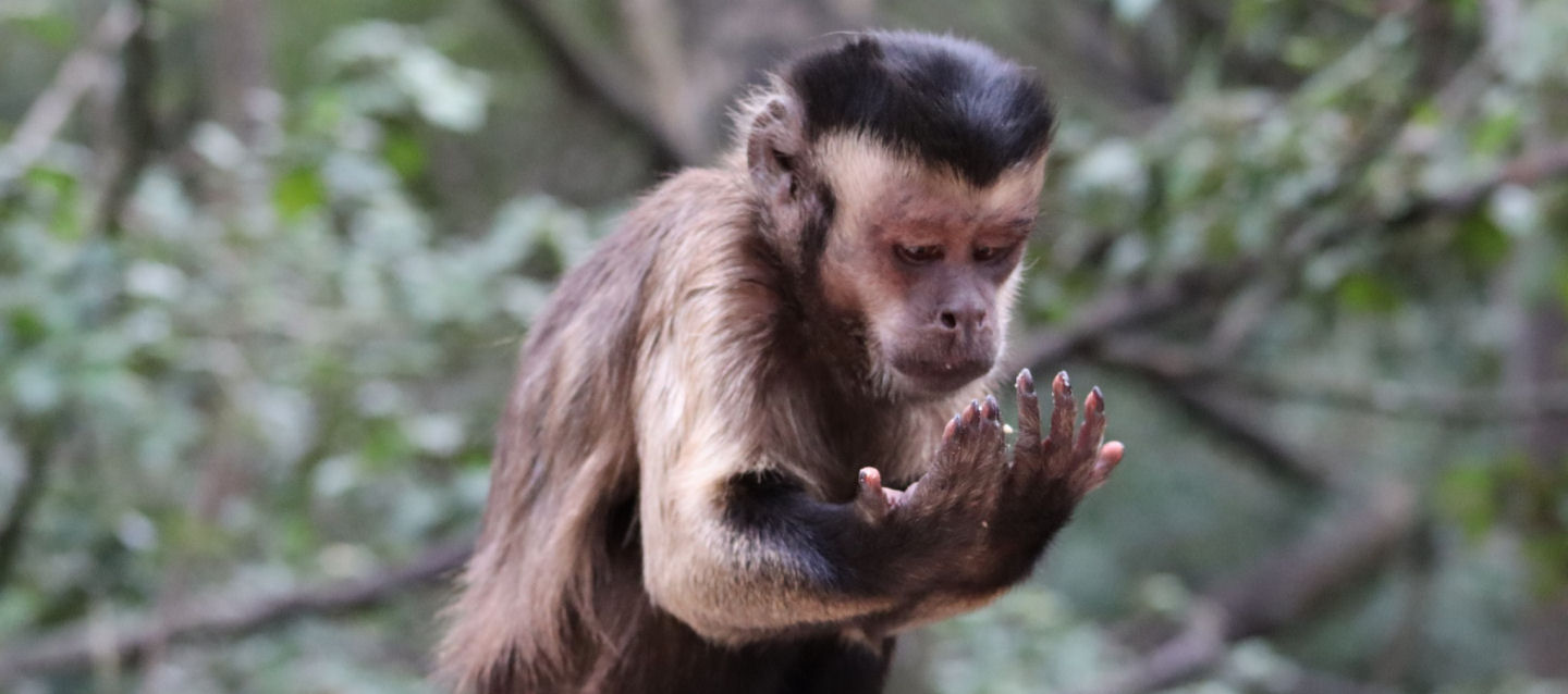 Monkey Land